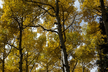 The Inner Basin Trail in Flagstaff Arizona.