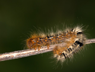 Macrophotographie d'un insecte: Chenille de Bombyx du chêne (Lasiocampa quercus)