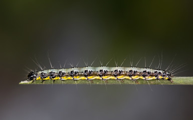Macrophotographie d'un insecte: Chenille de l'heterogynis penella