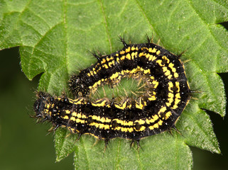 Macrophotographie d'un insecte: Chenille de la petite tortue (Aglais urticae)