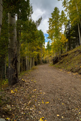 The Inner Basin Trail in Flagstaff Arizona.
