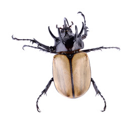 Big horned beetle on white background