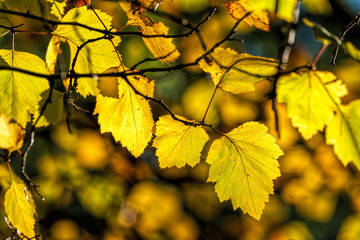 Bright yellow leaves.