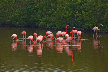 Pink flamingos on the lake