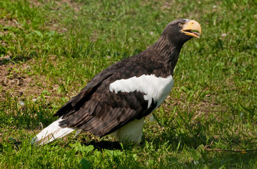 Steller's sea eagle