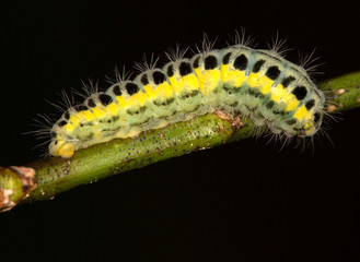 Macrophotographie d'un insecte: Chenille de la zygène de la filipendule (Zygaena filipendulae)