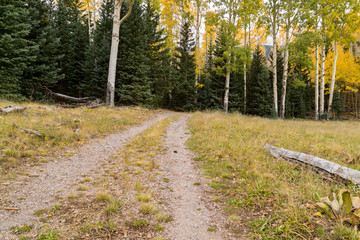 Obraz premium The Inner Basin Trail in Flagstaff Arizona.