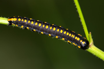 Macrophotographie d'un insecte: Chenille noire à points jaunes orangés