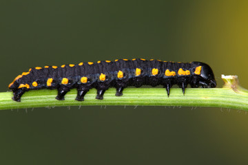 Macrophotographie d'un insecte: Chenille noire à points jaunes orangés