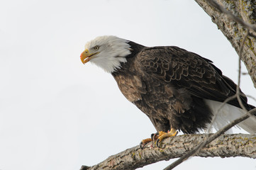 Bald Eagle on a Branch with Bloody Beak