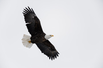 Adult Bald Eagle Soaring Overhead