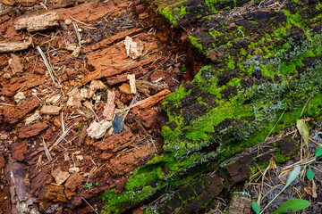 The Inner Basin Trail in Flagstaff Arizona.