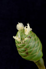 Phai (thai name), Cassumunar ginger, Bengal root, flowers.