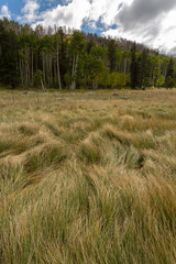 The Inner Basin Trail in Flagstaff Arizona.