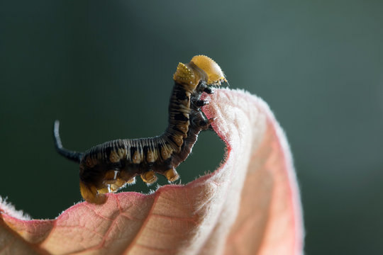 Caterpillar in Southeast Asia.