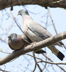 two doves in love on the tree in nature