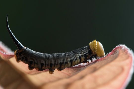 Caterpillar in Southeast Asia.