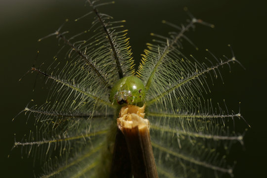 Caterpillar in Southeast Asia.