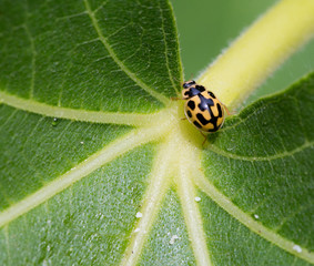 Macrophotographie d'un insecte: Coccinelle à damier (Propylea quatuordecimpunctata) © panosud360