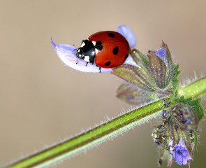 Macrophotographie d'un insecte: Coccinelle à 7 points (Coccinella septempunctata)