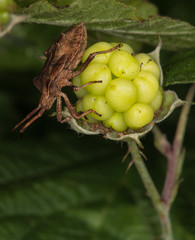 Macrophotographie d'un insecte: Corée marginée (Coreus marginatus)