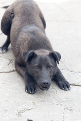 portrait of a black dog