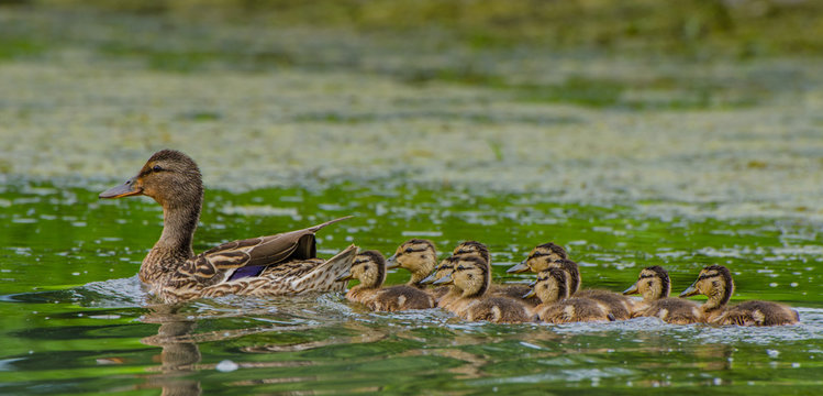 Duck family © Sebastien