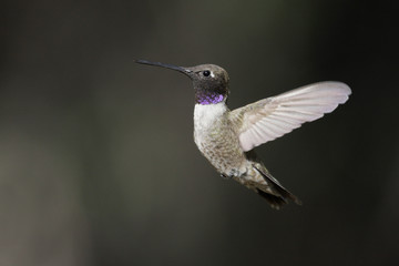 Fototapeta na wymiar Black-chinned Hummingbird (Archilochus alexandri)