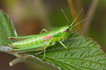 Macrophotographie d'un insecte: Criquet des genévriers (Chrysochraon brachyptera)