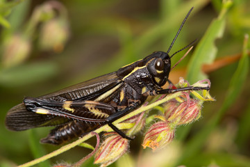 Macrophotographie d'un insecte:  criquet marron