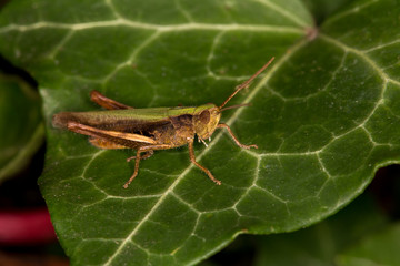 Macrophotographie d'un insecte:  Criquet verdelet (Omocestus viridulus)