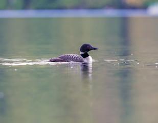 Common Loon breaching the water to stretch and dry its feathers after a dive in search of fish. This shot was taken on lac Creux northern Quebec Canada. Here you can see the incredible feather pattern