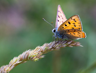 Macrophotographie d'un insecte:  Cuivré commun (Lycaena phlaeas)