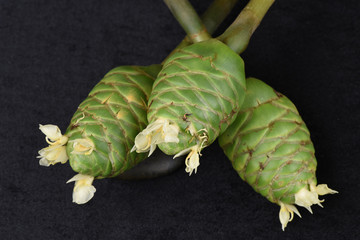 Phlai (thai name), Cassumunar ginger, Bengal root, flowers.