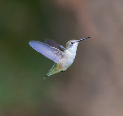 Female Ruby Throated Hummingbird inspecting a daylily for nectar. These birds visit north Quebec in the summer months where they breed and return south for winter in the beginning of September.