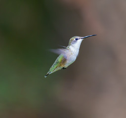 Female Ruby Throated Hummingbird inspecting a daylily for nectar. These birds visit north Quebec in the summer months where they breed and return south for winter in the beginning of September.