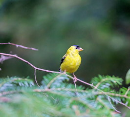 This handsome little finch, the state bird of New Jersey, Iowa, and Washington, is welcome and common at feeders, where it takes primarily sunflower and nyjer. It is also found in Quebec, Canada.