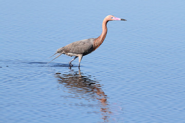 Reddish Egret (Egretta rufescens)