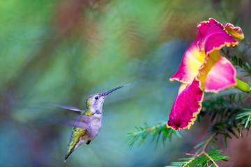 Fototapeta na wymiar Female Ruby Throated Hummingbird inspecting a daylily for nectar. These birds visit north Quebec in the summer months where they breed and return south for winter in the beginning of September.