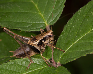 Macrophotographie d'un insecte:  Decticelle splendide (Eupholidoptera chabrieri)