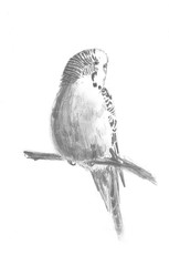 Budgerigar