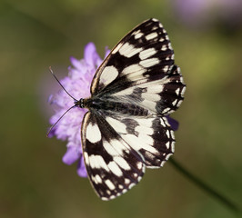 Fototapeta premium Macrophotographie d'un insecte: Demi-deuil (Melanargia galathea)