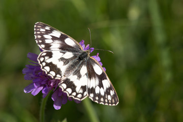 Macrophotographie d'un insecte:  Demi-deuil (Melanargia galathea)