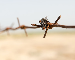 barbed wire fence in the nature