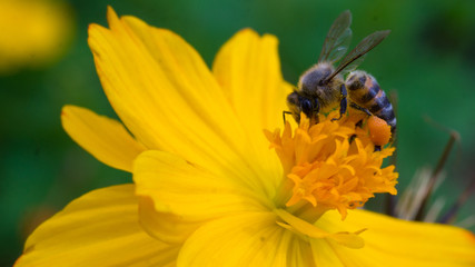 Bee on yellow flower