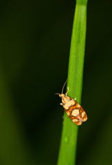 Macrophotographie d'un insecte: lépidoptère 