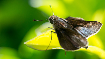 Macro Moth lands on a leaf