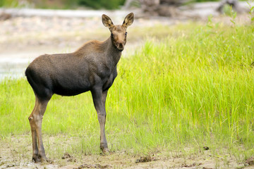 Naklejka na ściany i meble Curious Moose Calf, few month old standing near creek.