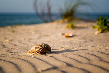 Ripples in sand with shell at sunrise