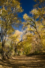 Cottonwoods in Fall